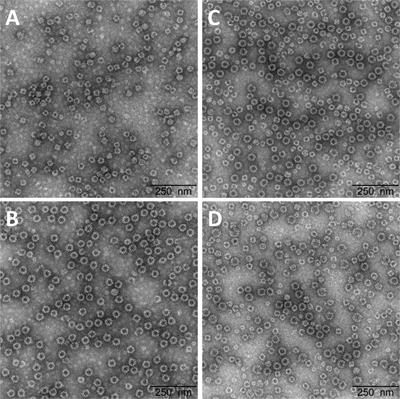 A randomized, double-blind, placebo-controlled, dose-escalating phase I trial to evaluate safety and immunogenicity of a plant-produced, bivalent, recombinant norovirus-like particle vaccine